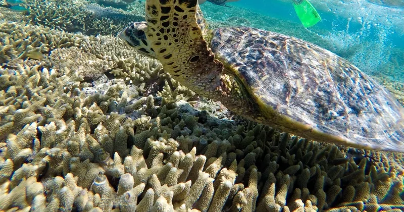 Tagesfahrt nach Lady Musgrave Island ab 1770