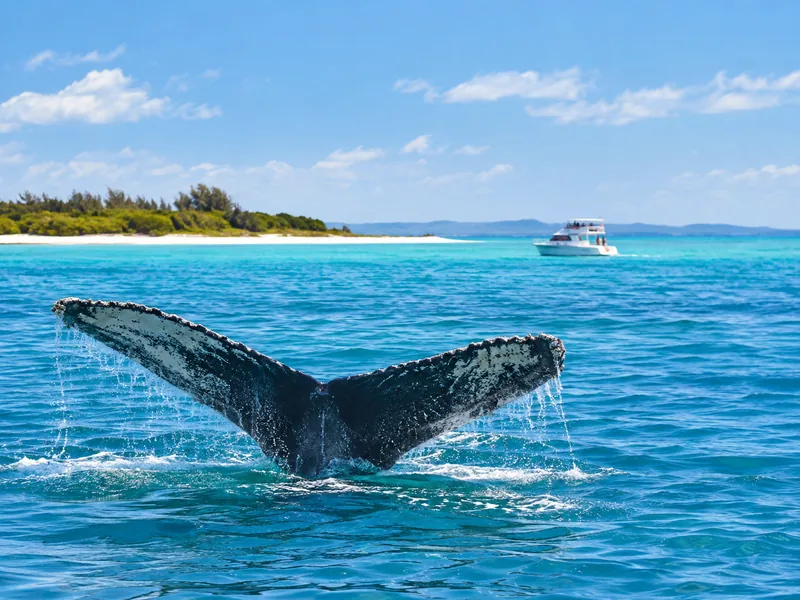 Walbeobachtung in Hervey Bay