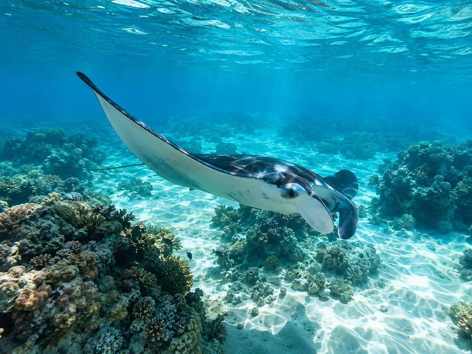 Ein Mantarochen, der über den sandigen Boden einer Lagune gleitet