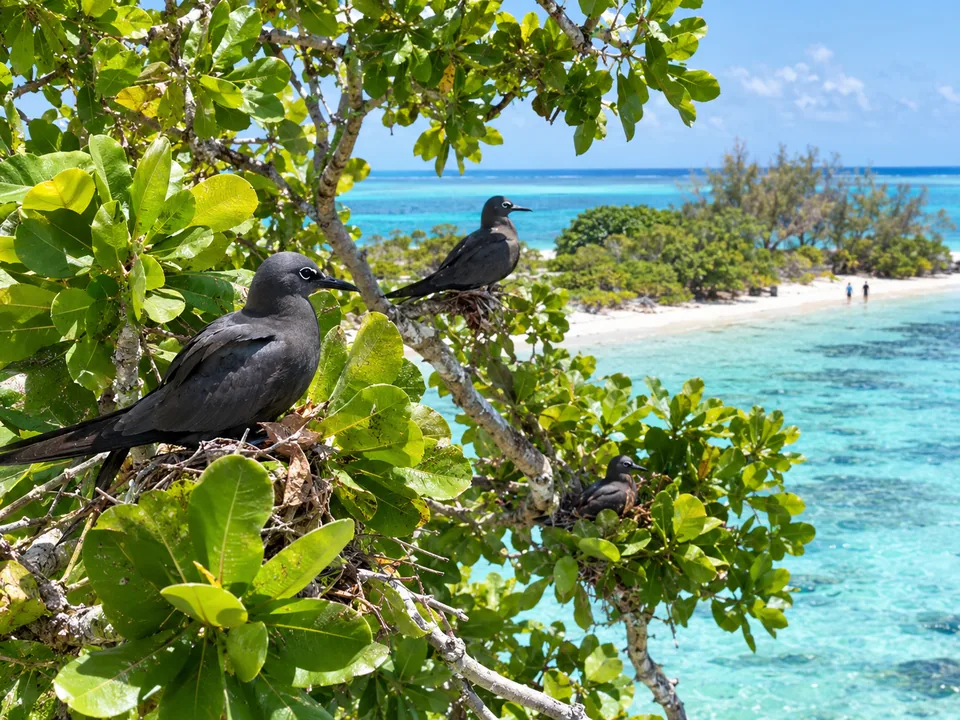 Schwarze Noddi-Seeschwalben, die in den Blättern eines Pisonia-Baums sitzen
