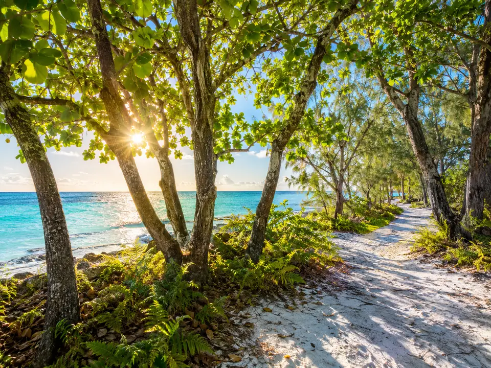 Tiefstehende Sonne durch einen Pisonia-Wald auf einen weißen Korallensand-Pfad
