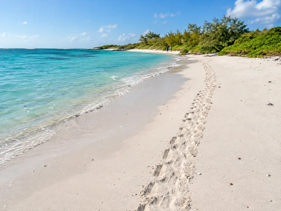 Eine Spur einer Meeresschildkröte über weißen Korallensand zum Strandvegetation