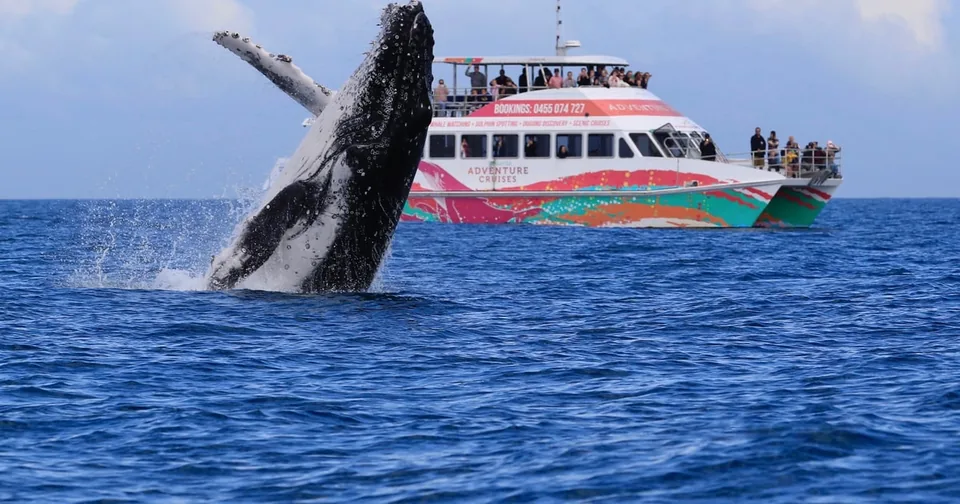 Ein Buckelwal, der neben einem Walbeobachtungsboot vor Hervey Bay aus dem Wasser springt